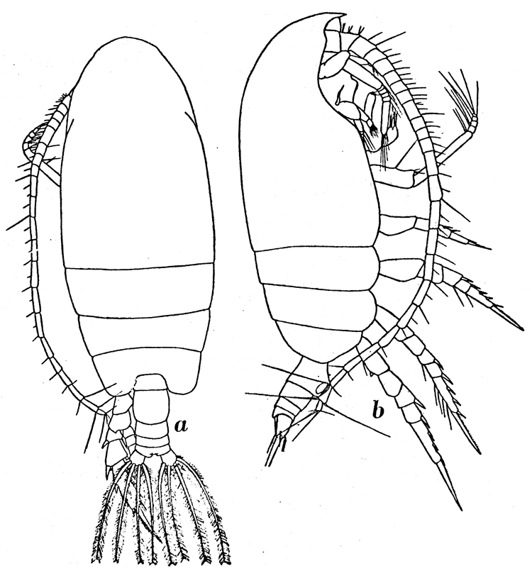 Espèce Euchirella rostromagna - Planche 4 de figures morphologiques