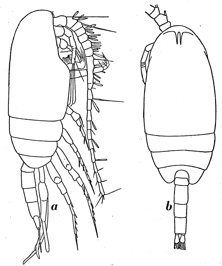 Species Scolecithricella minor - Plate 10 of morphological figures