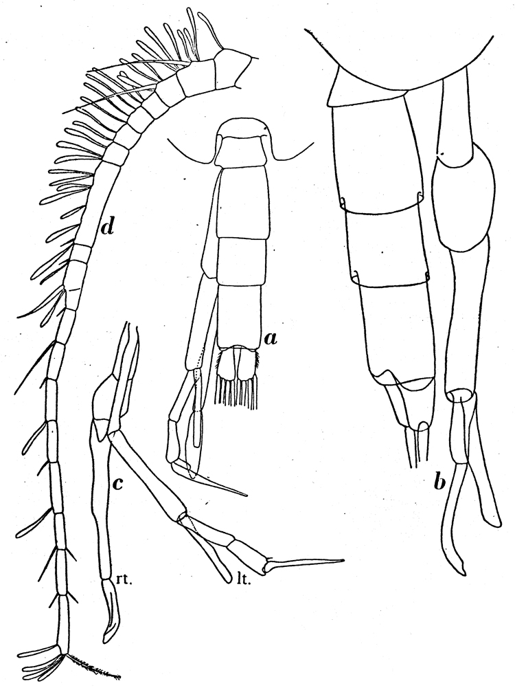 Espce Scolecithricella minor - Planche 11 de figures morphologiques