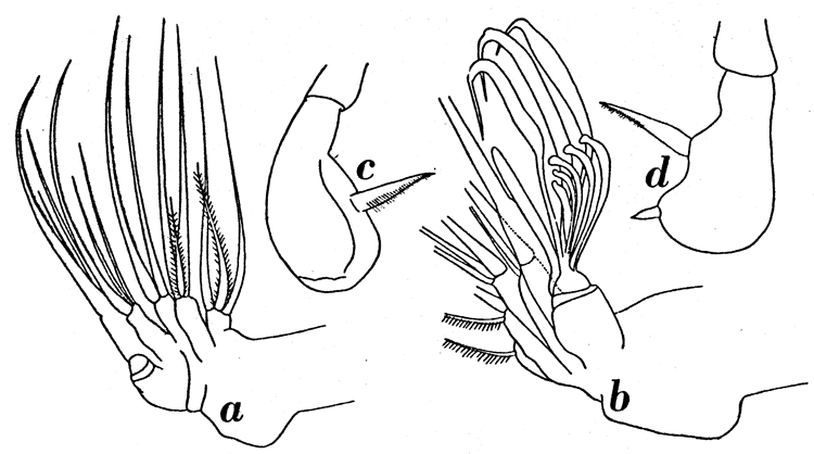 Species Pseudoamallothrix ovata - Plate 11 of morphological figures