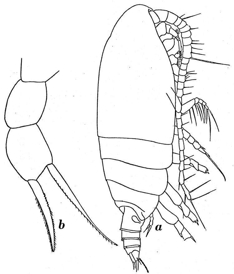 Espèce Archescolecithrix auropecten - Planche 11 de figures morphologiques