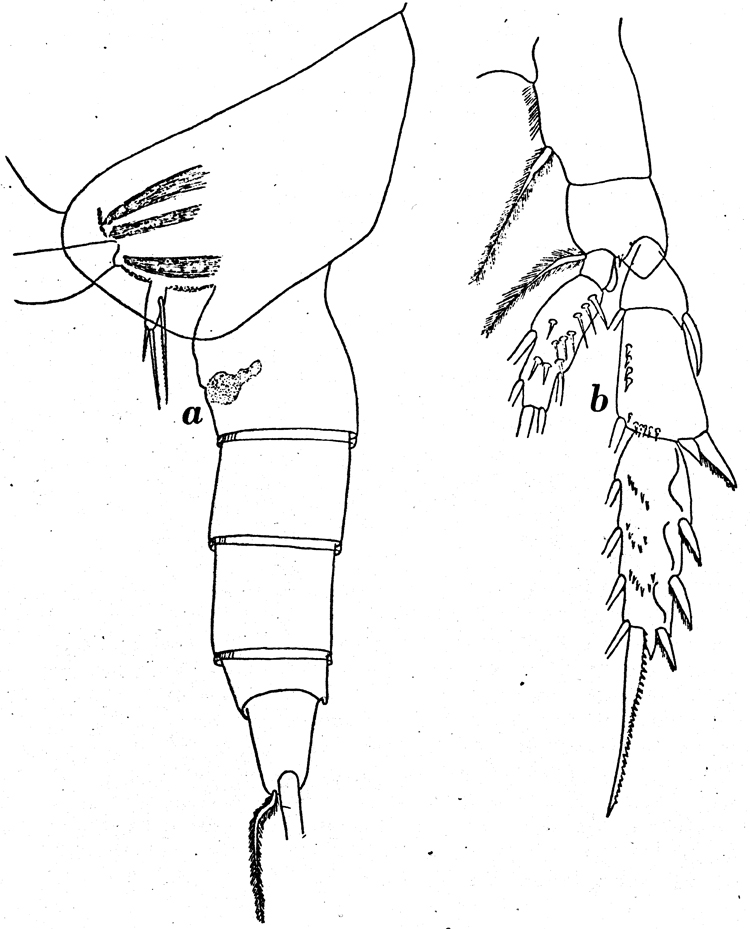 Espce Scaphocalanus farrani - Planche 12 de figures morphologiques