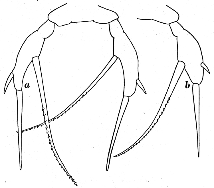 Species Scaphocalanus farrani - Plate 13 of morphological figures