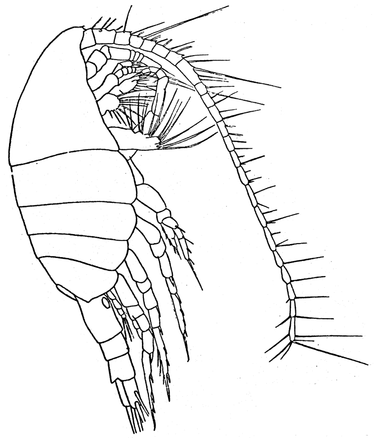 Species Metridia curticauda - Plate 4 of morphological figures