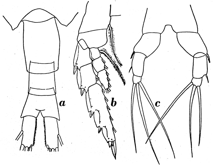 Espce Metridia curticauda - Planche 5 de figures morphologiques