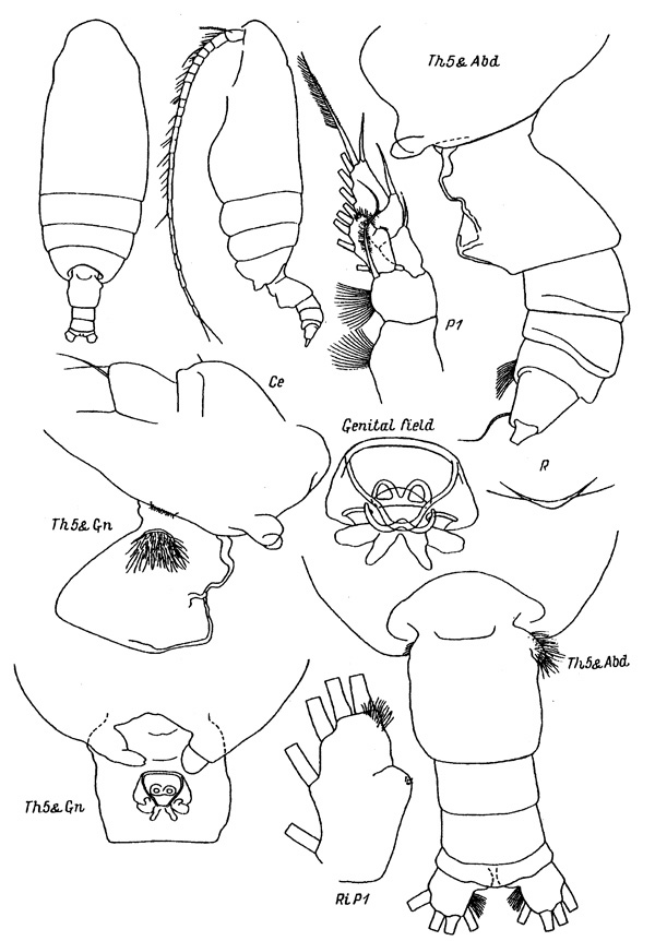 Espce Batheuchaeta gurjanovae - Planche 1 de figures morphologiques