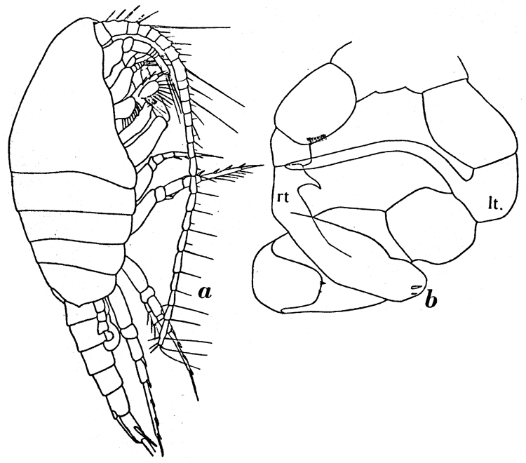 Species Metridia curticauda - Plate 6 of morphological figures