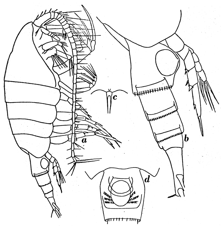 Espèce Paraheterorhabdus (Paraheterorhabdus) farrani - Planche 8 de figures morphologiques