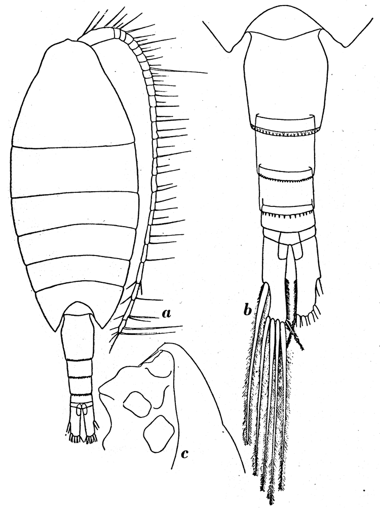 Species Paraheterorhabdus (Paraheterorhabdus) farrani - Plate 9 of morphological figures
