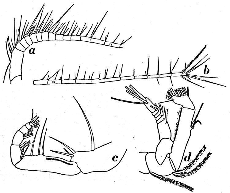 Espèce Paraheterorhabdus (Paraheterorhabdus) farrani - Planche 10 de figures morphologiques