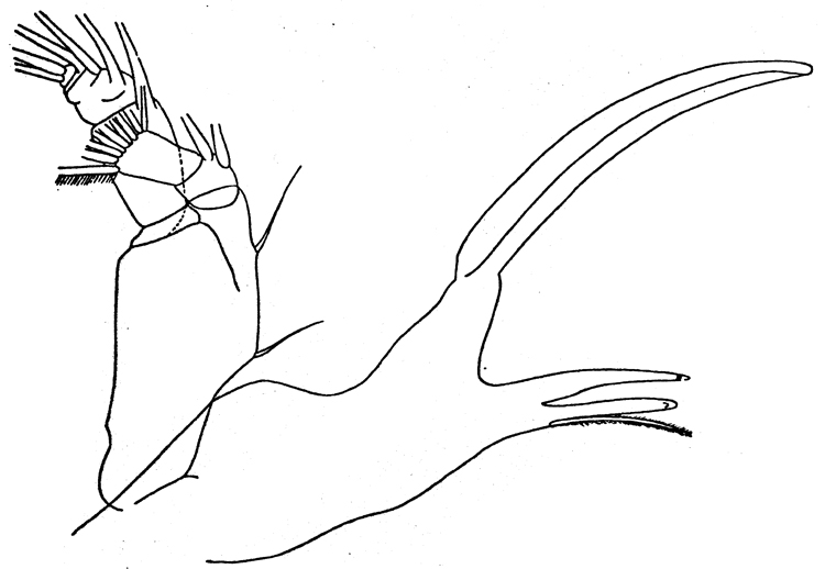 Espèce Paraheterorhabdus (Paraheterorhabdus) farrani - Planche 11 de figures morphologiques