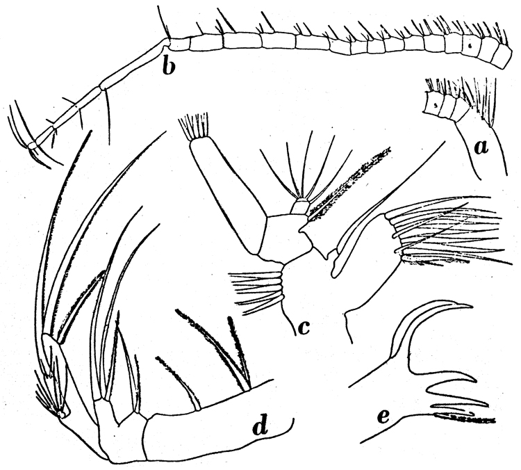 Espèce Paraheterorhabdus (Paraheterorhabdus) farrani - Planche 12 de figures morphologiques