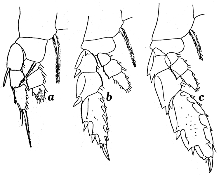 Species Paraheterorhabdus (Paraheterorhabdus) farrani - Plate 13 of morphological figures