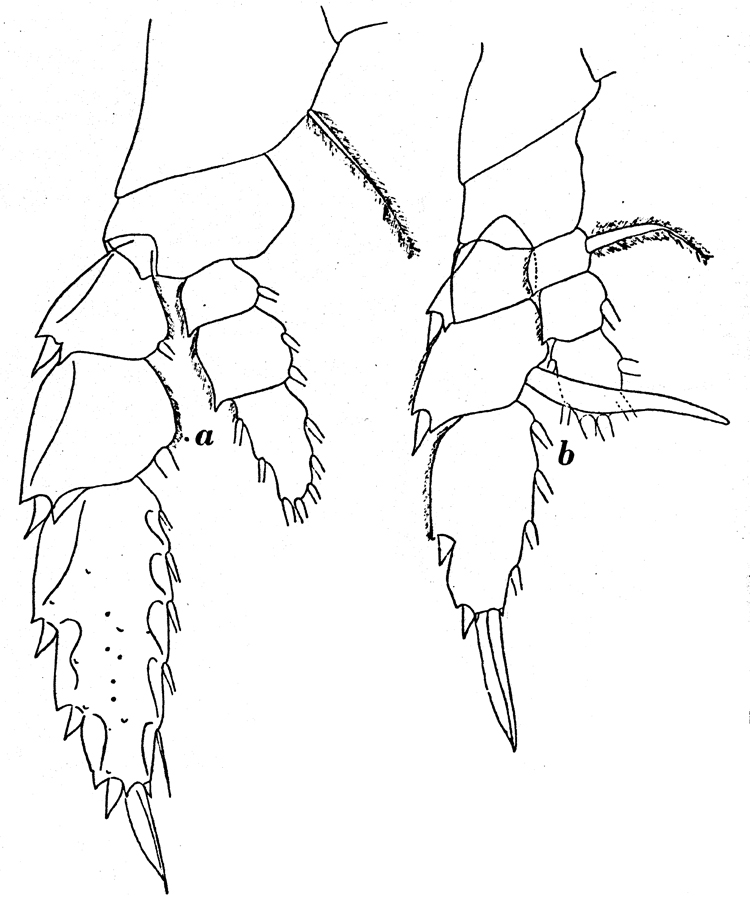 Espèce Paraheterorhabdus (Paraheterorhabdus) farrani - Planche 14 de figures morphologiques