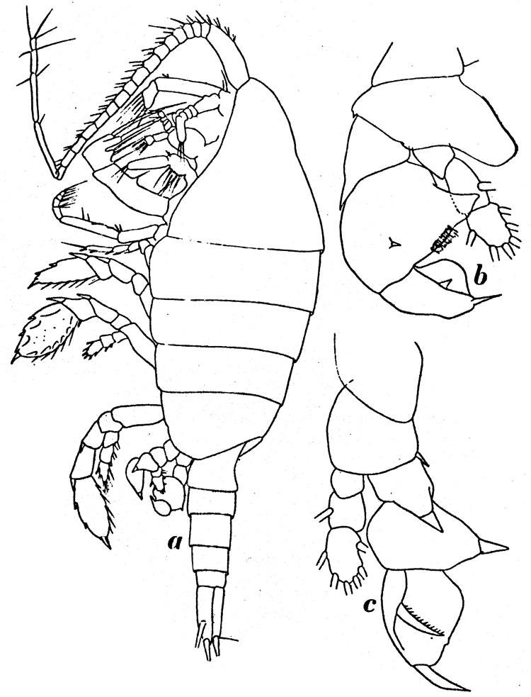 Species Paraheterorhabdus (Paraheterorhabdus) farrani - Plate 15 of morphological figures