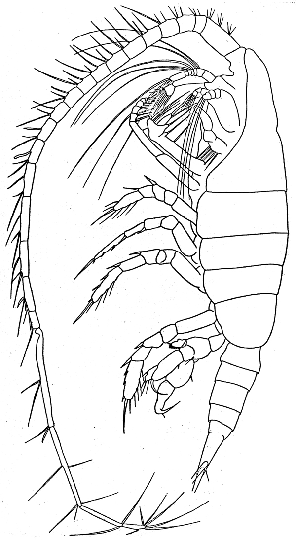 Species Heterostylites nigrotinctus - Plate 3 of morphological figures