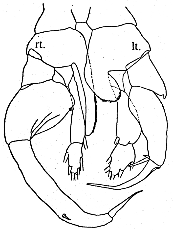 Species Heterostylites nigrotinctus - Plate 4 of morphological figures