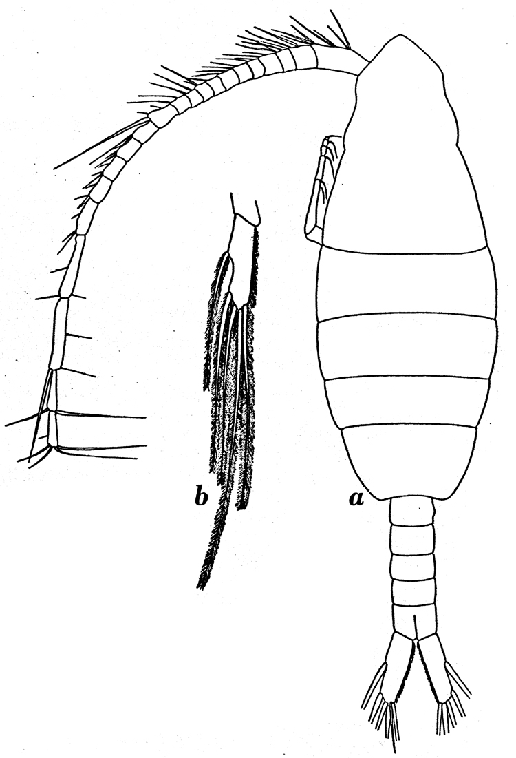 Species Augaptilus glacialis - Plate 6 of morphological figures
