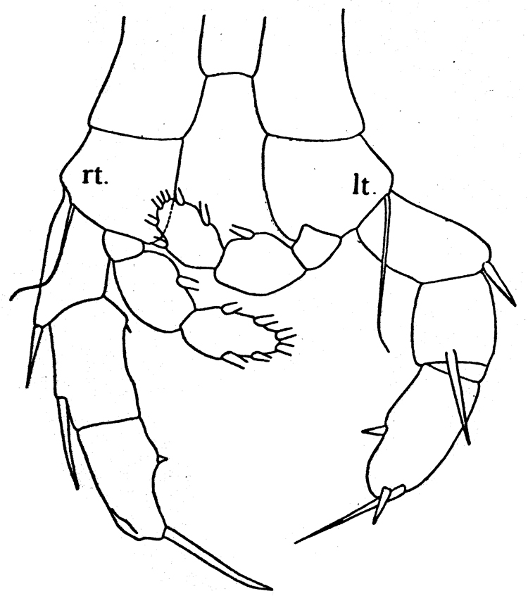 Espèce Augaptilus glacialis - Planche 7 de figures morphologiques
