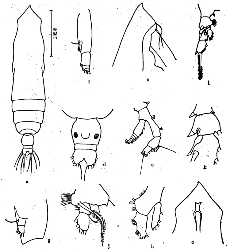 Species Subeucalanus mucronatus - Plate 5 of morphological figures