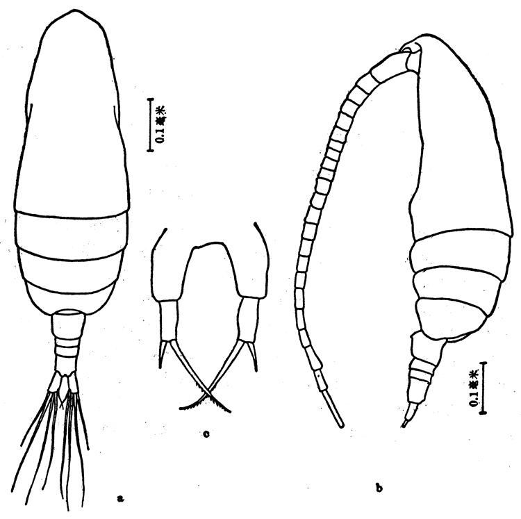 Species Paracalanus gracilis - Plate 2 of morphological figures