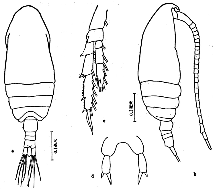 Espèce Parvocalanus crassirostris - Planche 15 de figures morphologiques