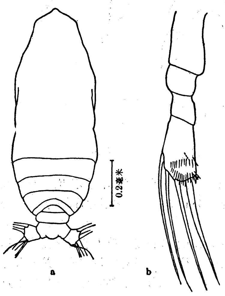Species Calocalanus pavo - Plate 7 of morphological figures