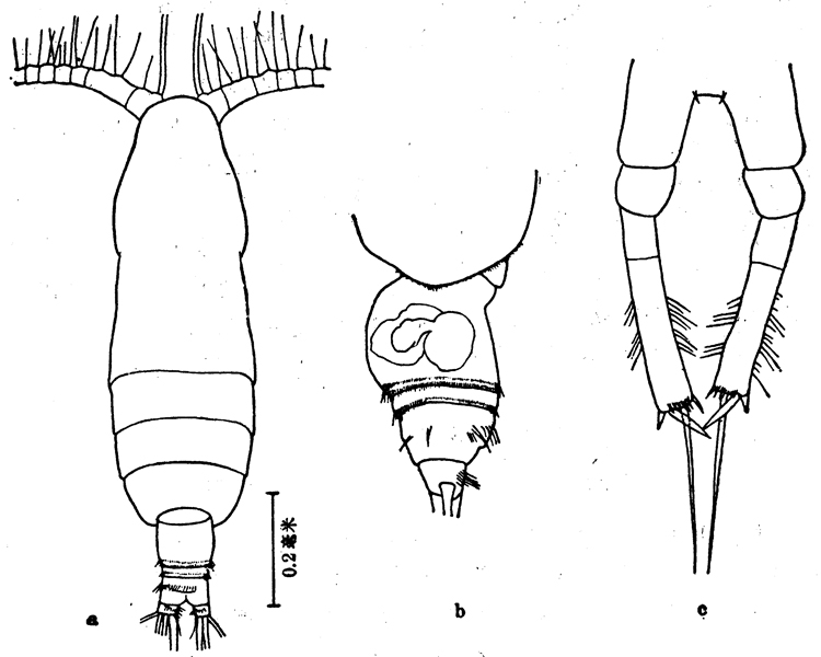 Species Calocalanus plumulosus - Plate 6 of morphological figures