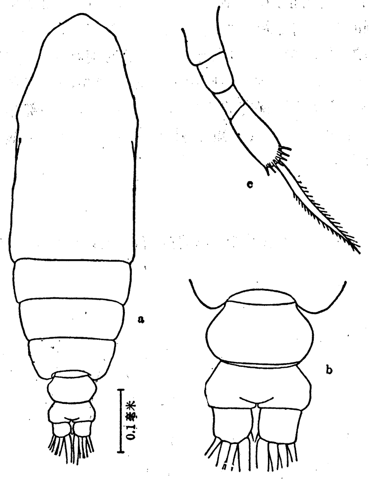 Species Calocalanus pavoninus - Plate 8 of morphological figures