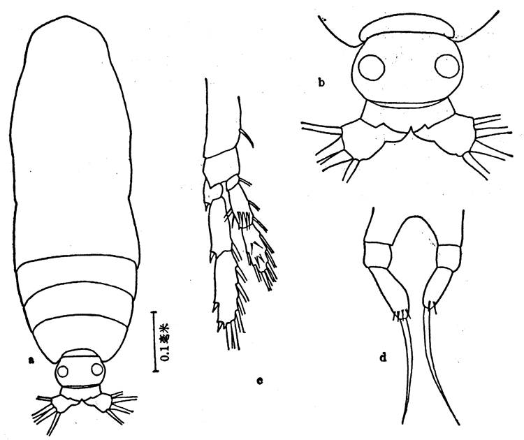 Espce Calocalanus styliremis - Planche 5 de figures morphologiques