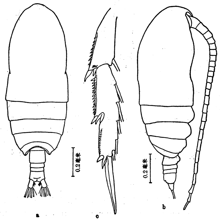 Species Acrocalanus gracilis - Plate 5 of morphological figures