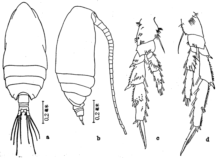 Espce Acrocalanus monachus - Planche 5 de figures morphologiques