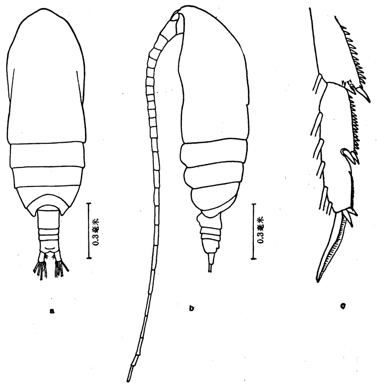 Espèce Acrocalanus longicornis - Planche 9 de figures morphologiques