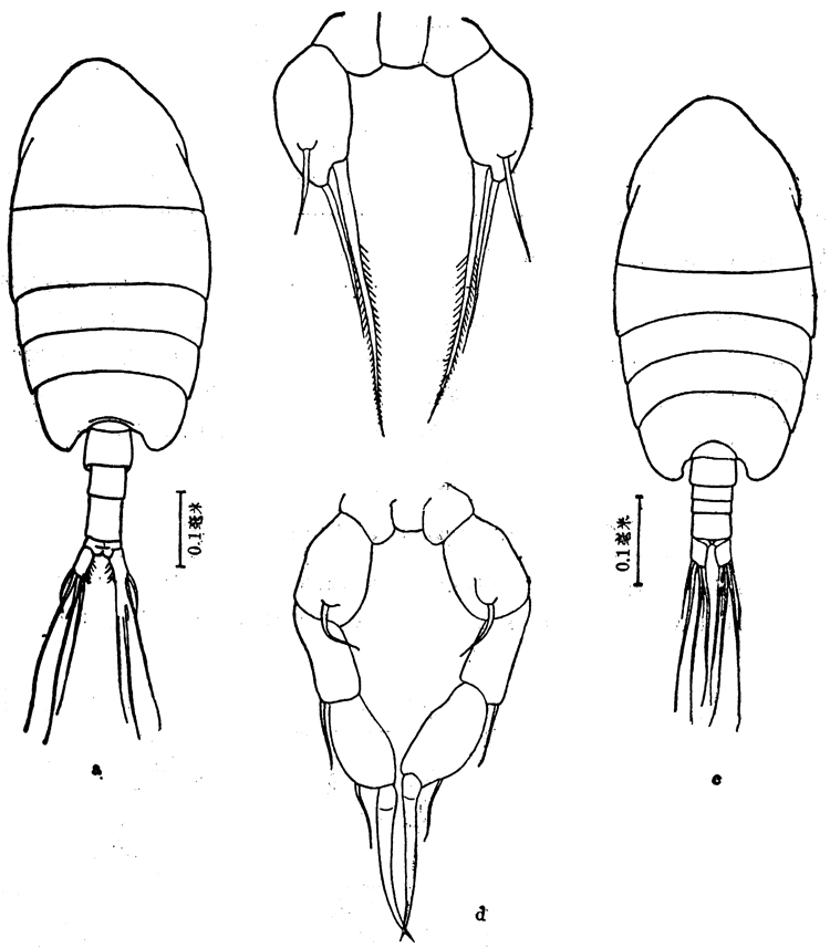 Espèce Metacalanus aurivilli - Planche 3 de figures morphologiques