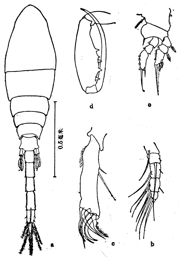 Espce Lubbockia marukawai - Planche 1 de figures morphologiques