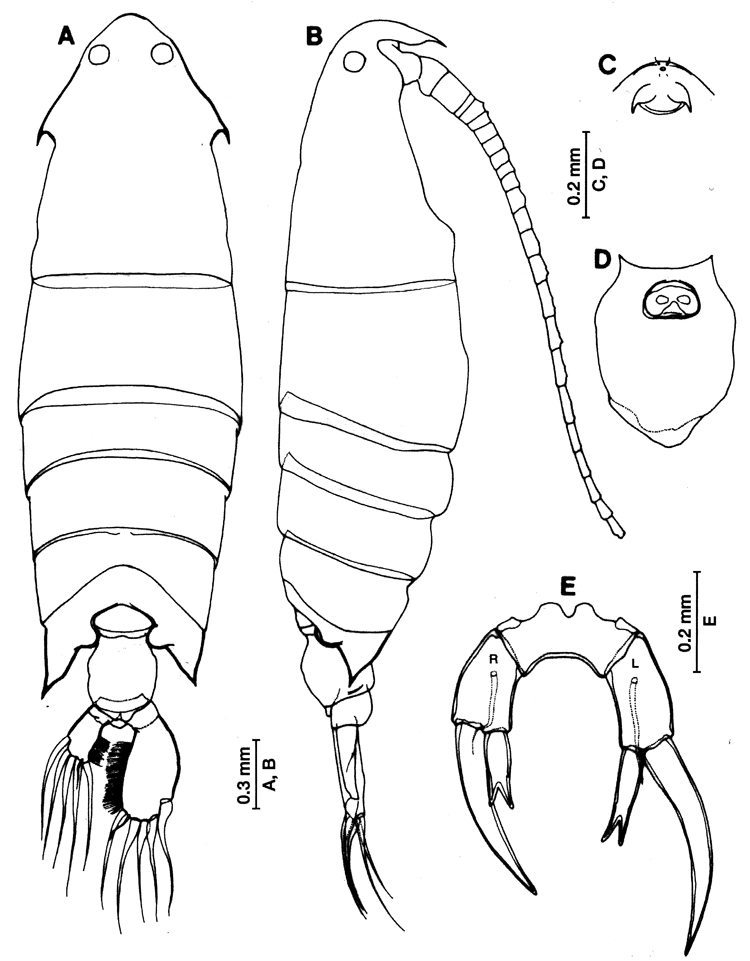 Espce Pontella latifurca - Planche 3 de figures morphologiques