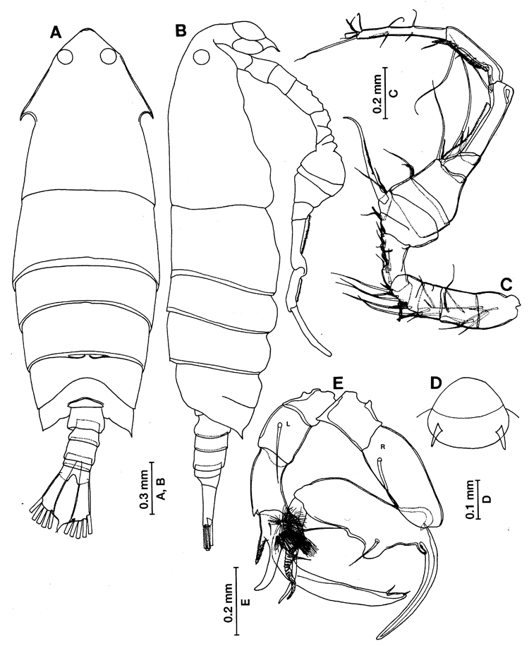 Species Pontella latifurca - Plate 4 of morphological figures
