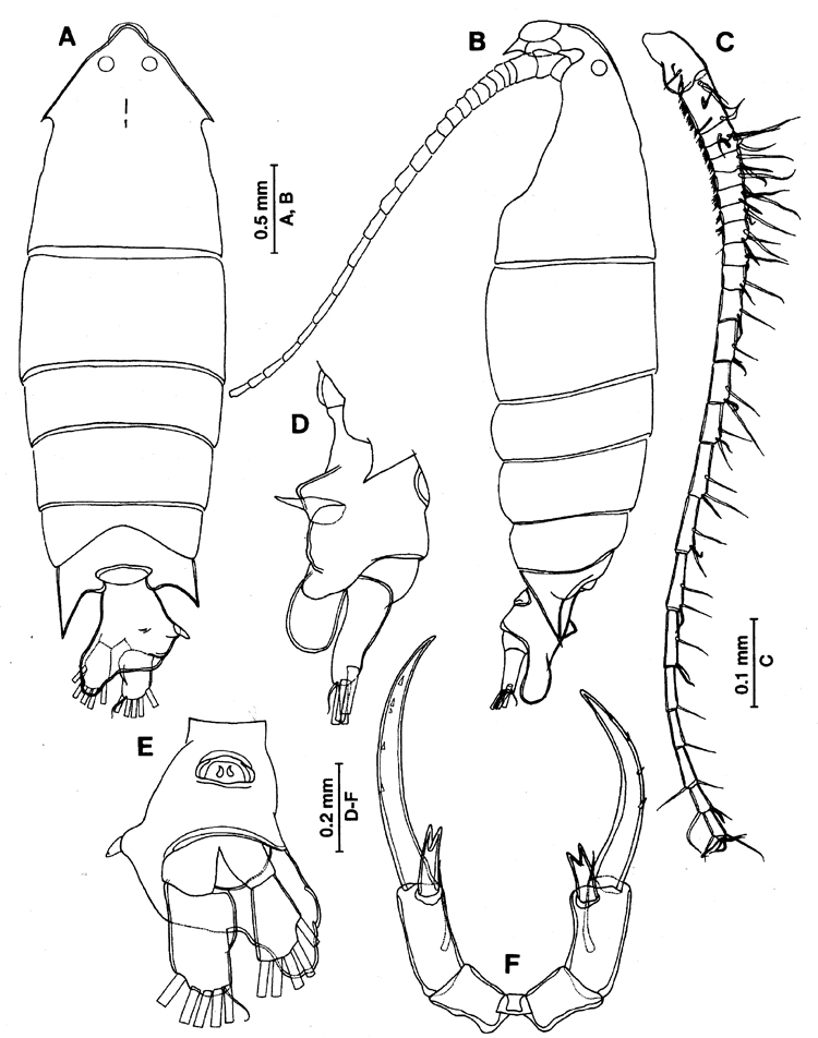 Espce Pontella securifer - Planche 12 de figures morphologiques
