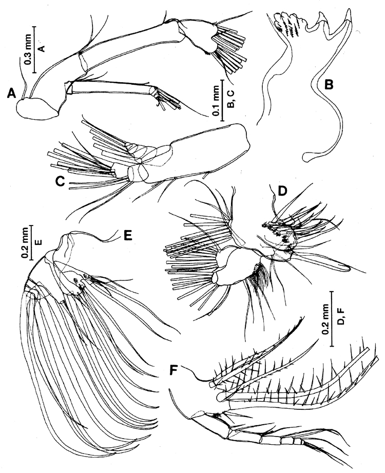 Species Pontella securifer - Plate 13 of morphological figures