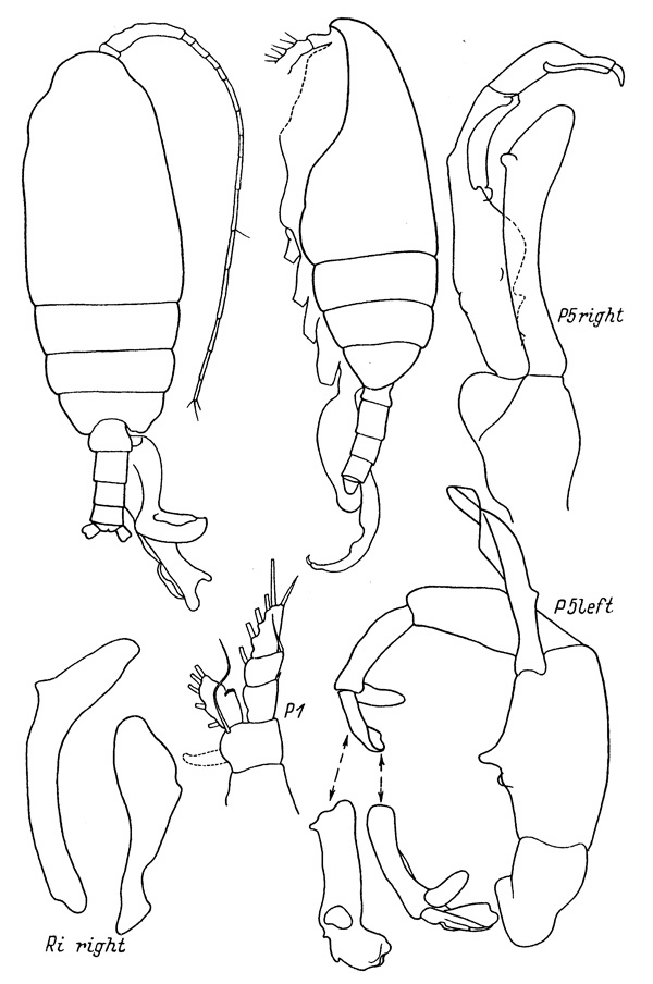 Species Batheuchaeta lamellata - Plate 2 of morphological figures