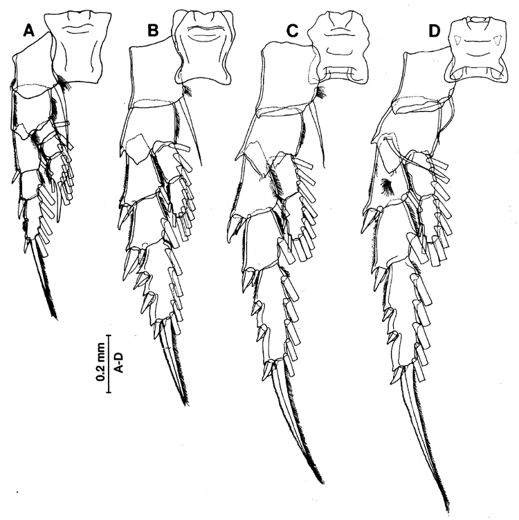 Species Pontella securifer - Plate 14 of morphological figures