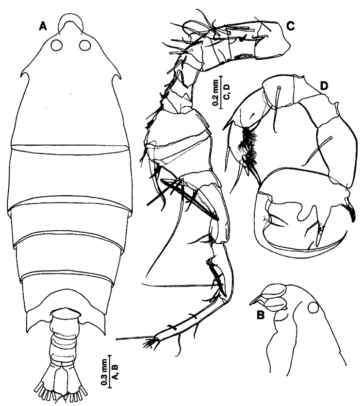 Espce Pontella securifer - Planche 16 de figures morphologiques