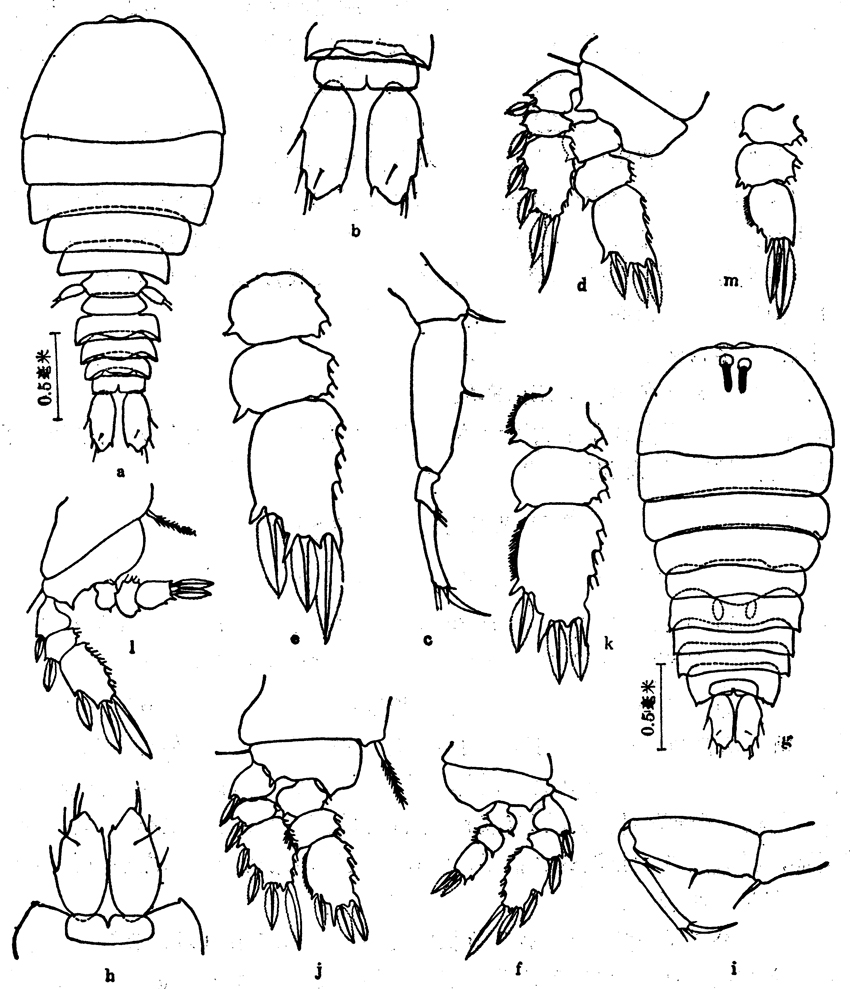 Species Sapphirina gastrica - Plate 1 of morphological figures