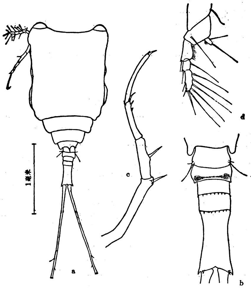 Espèce Copilia quadrata - Planche 4 de figures morphologiques
