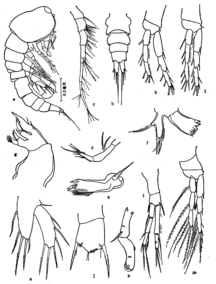 Espce Miracia efferata - Planche 3 de figures morphologiques