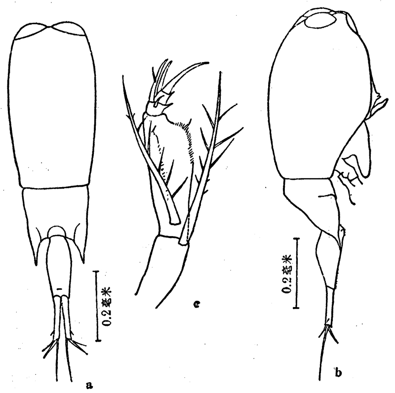 Species Farranula longicaudis - Plate 1 of morphological figures
