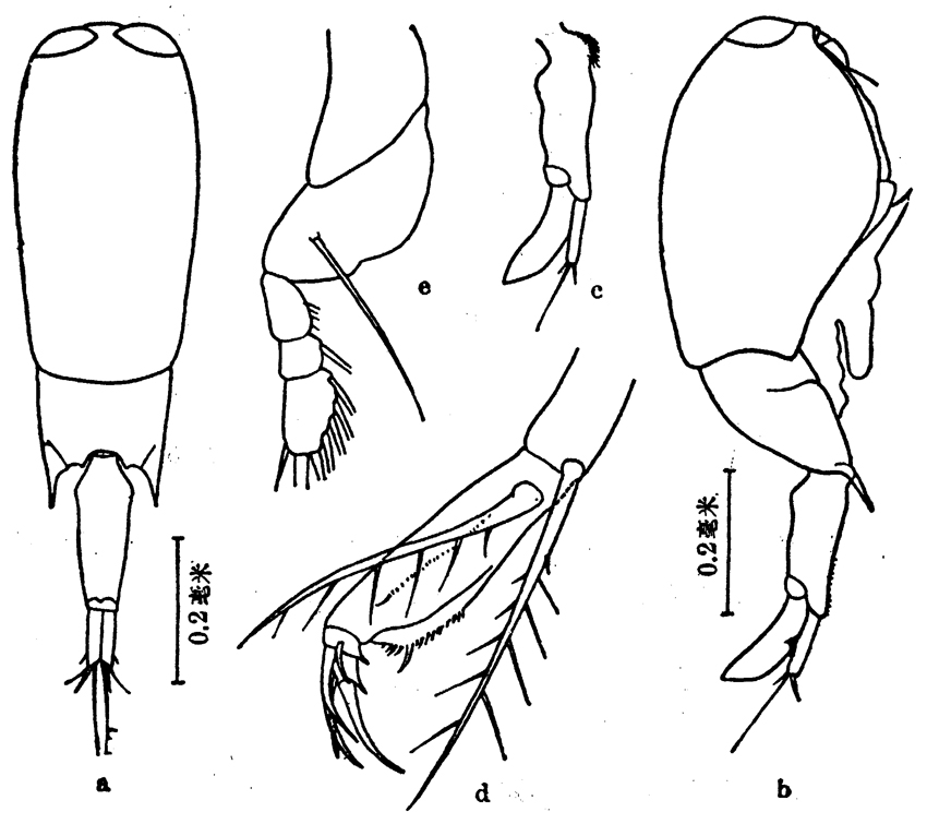 Species Farranula concinna - Plate 3 of morphological figures