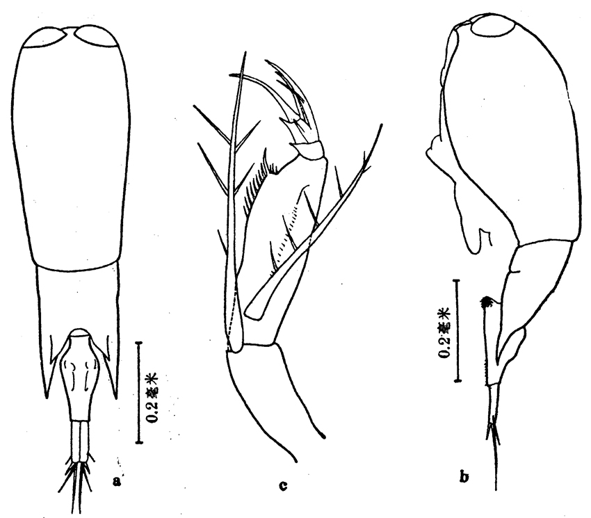 Species Farranula carinata - Plate 8 of morphological figures