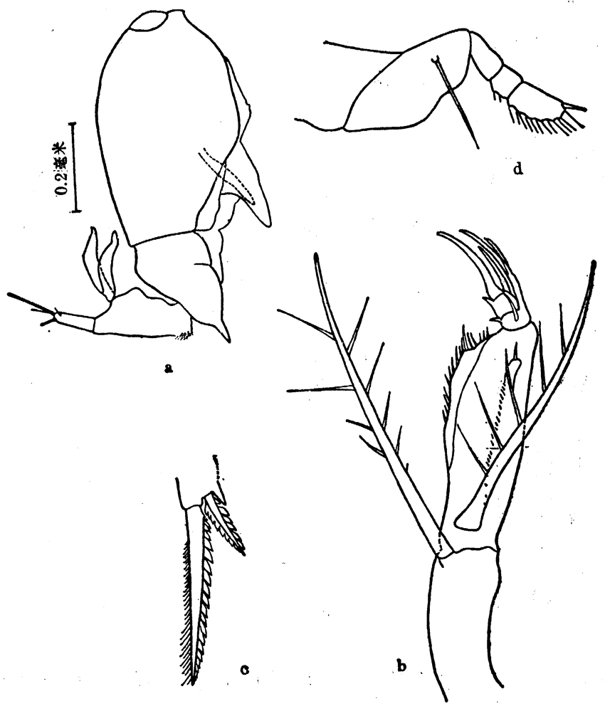 Espèce Farranula gibbula - Planche 10 de figures morphologiques