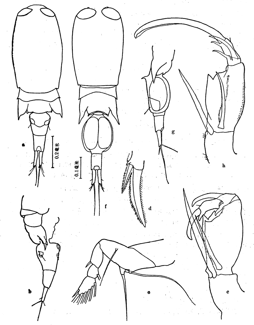 Species Corycaeus (Ditrichocorycaeus) andrewsi - Plate 11 of morphological figures